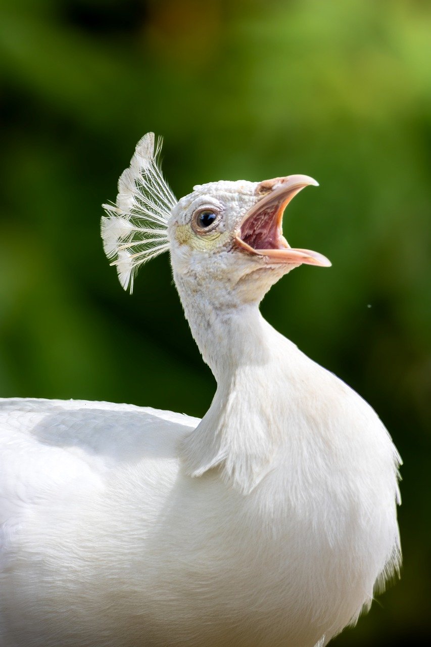 entdecken sie die besten videokonferenz-tools für effiziente online-zusammenarbeit, virtuelle meetings und reibungslose kommunikation im homeoffice oder im büro.